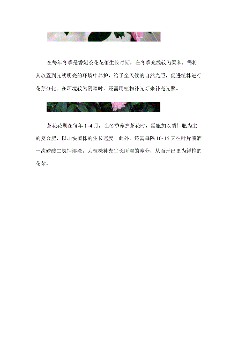 香妃茶花冬天耐寒吗.docx_第2页