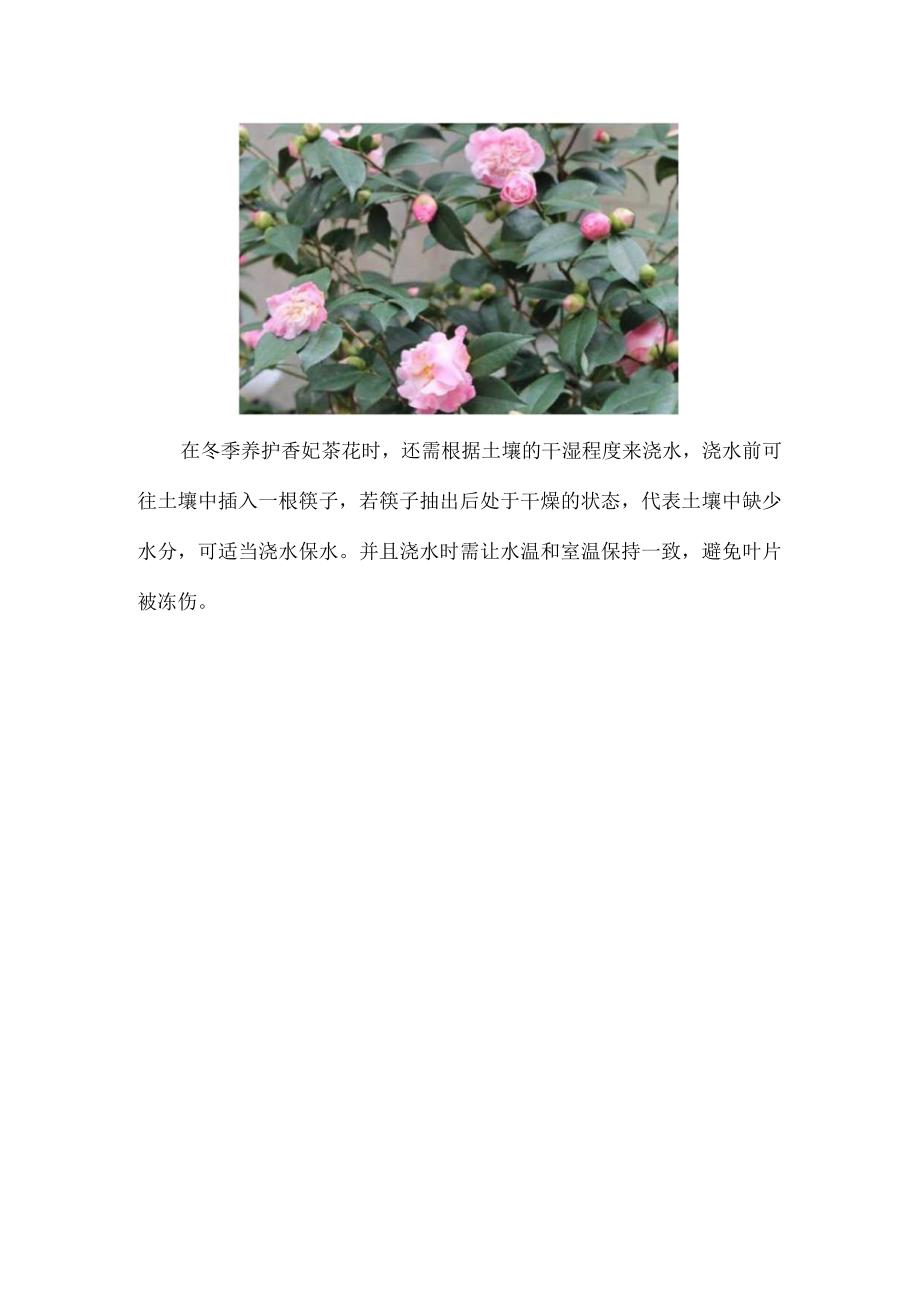 香妃茶花冬天耐寒吗.docx_第3页