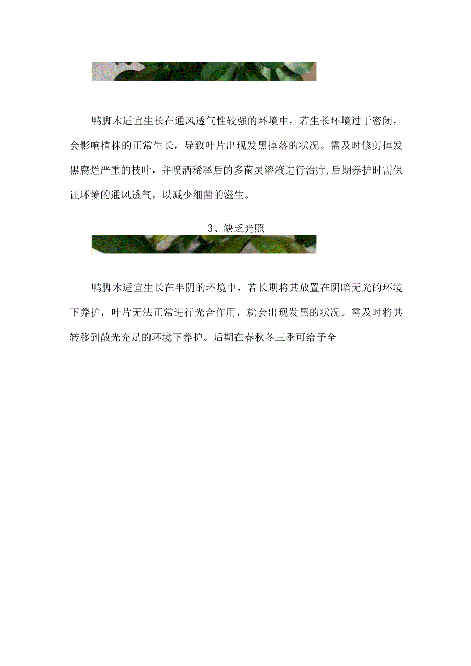 鸭掌木叶子发黄脱落怎么回事.docx_第2页