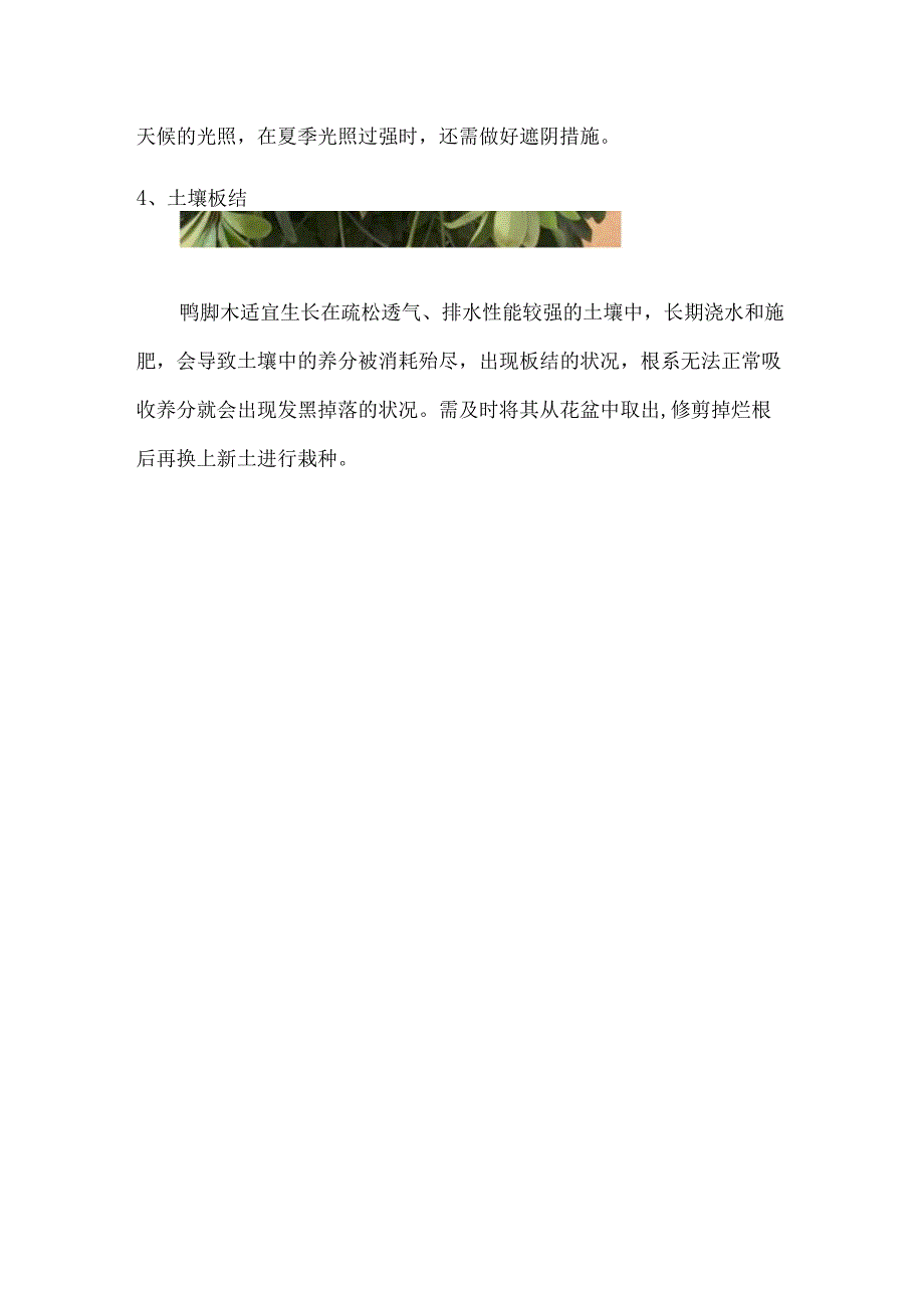 鸭掌木叶子发黄脱落怎么回事.docx_第3页