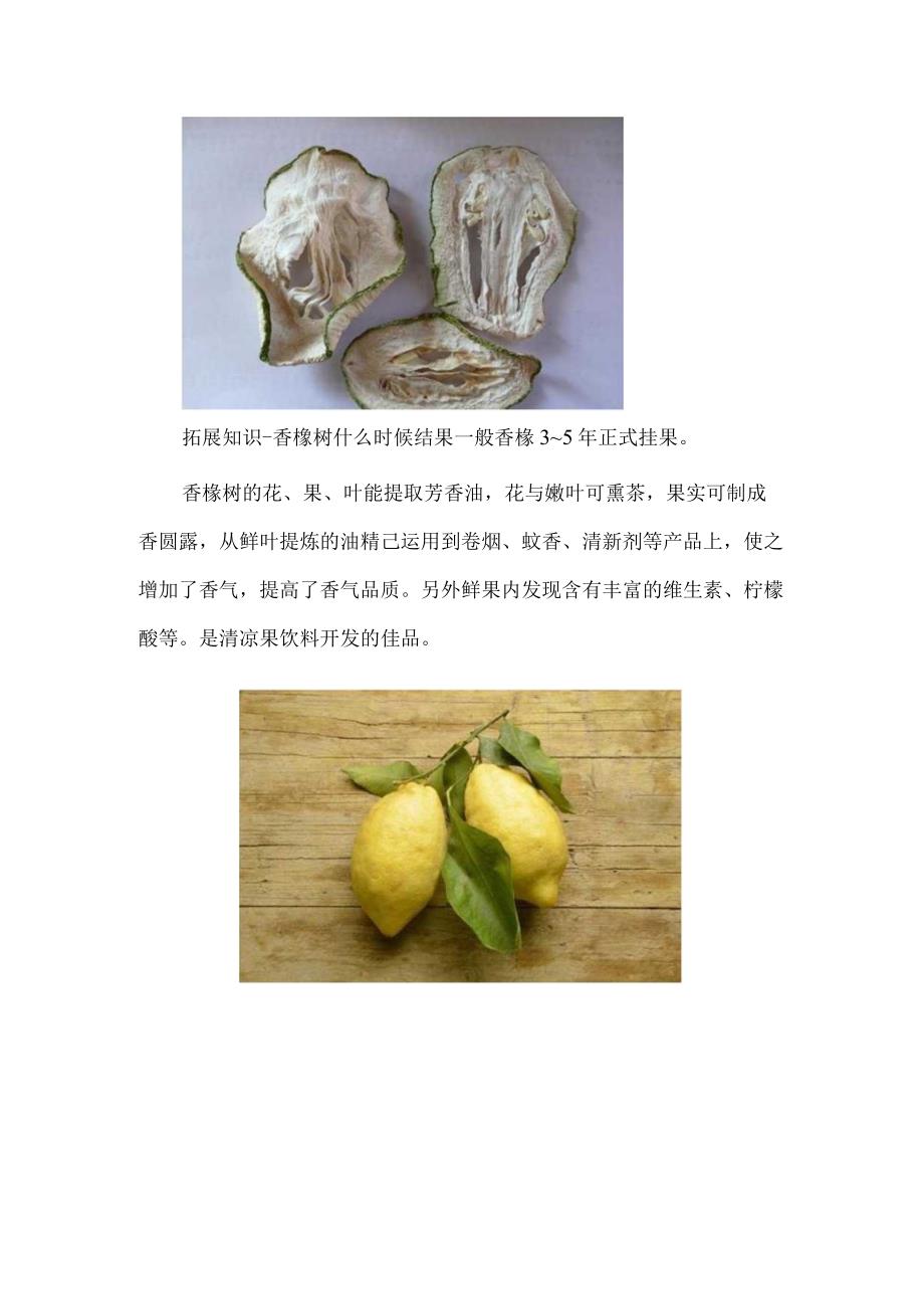 香橼树的价格：关于香橼树的价格和扩展知识的介绍.docx_第3页