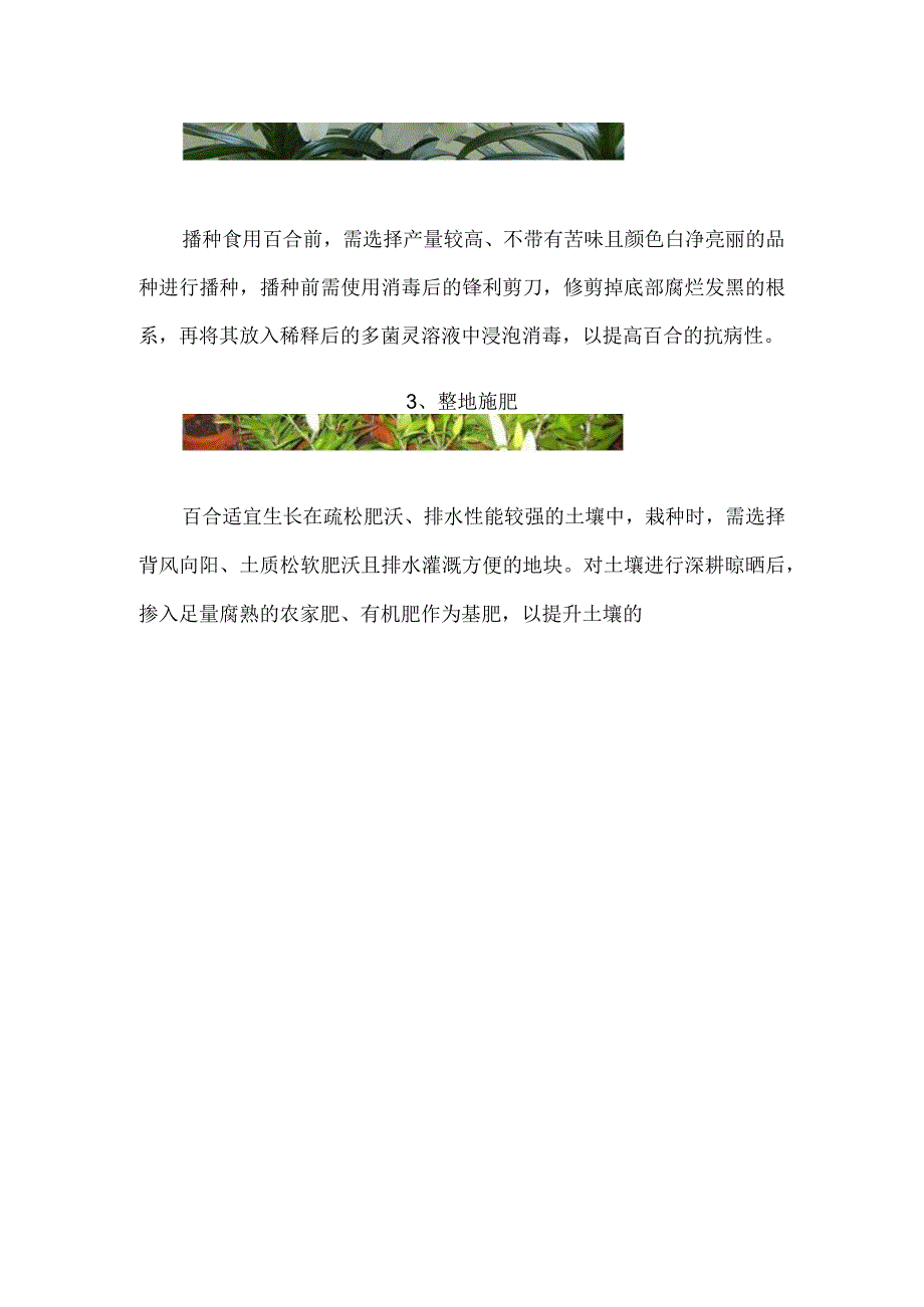 食用百合的种植方法和时间.docx_第2页