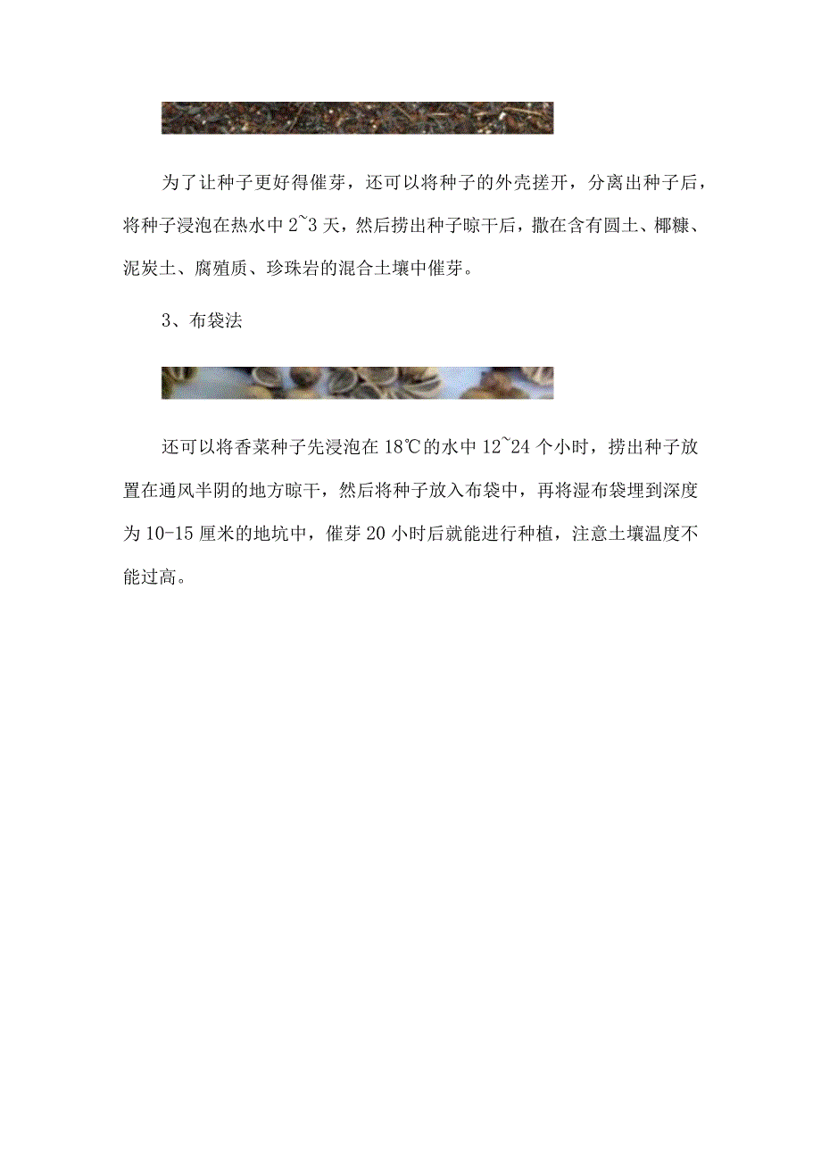 香菜种子催芽方法五种方法.docx_第2页