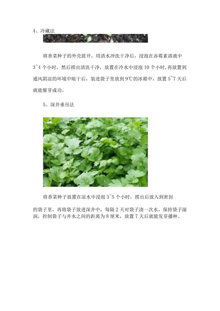 香菜种子催芽方法五种方法.docx_第3页