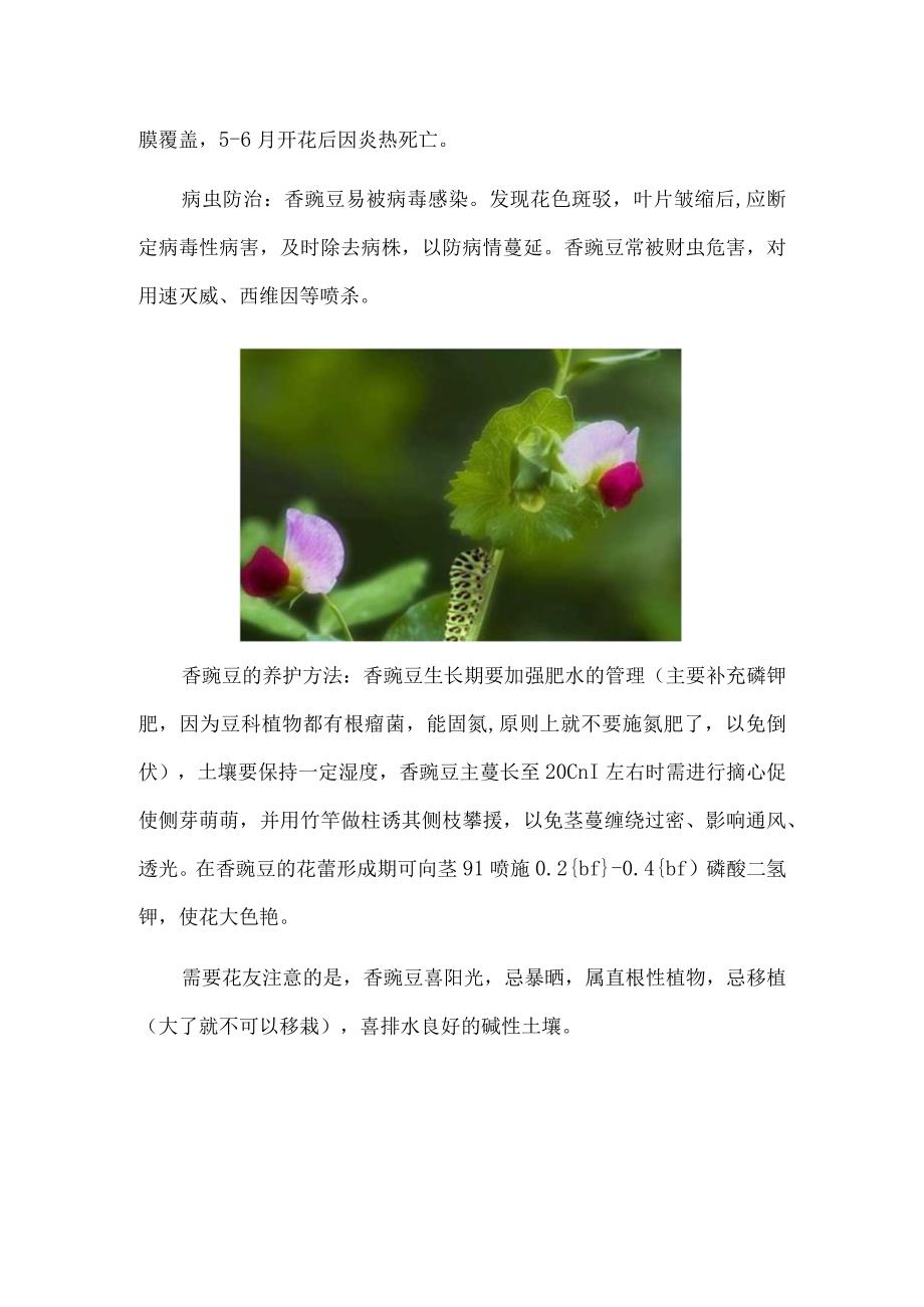 香豌豆的养殖方法：忌移植大了就不可以移栽.docx_第3页