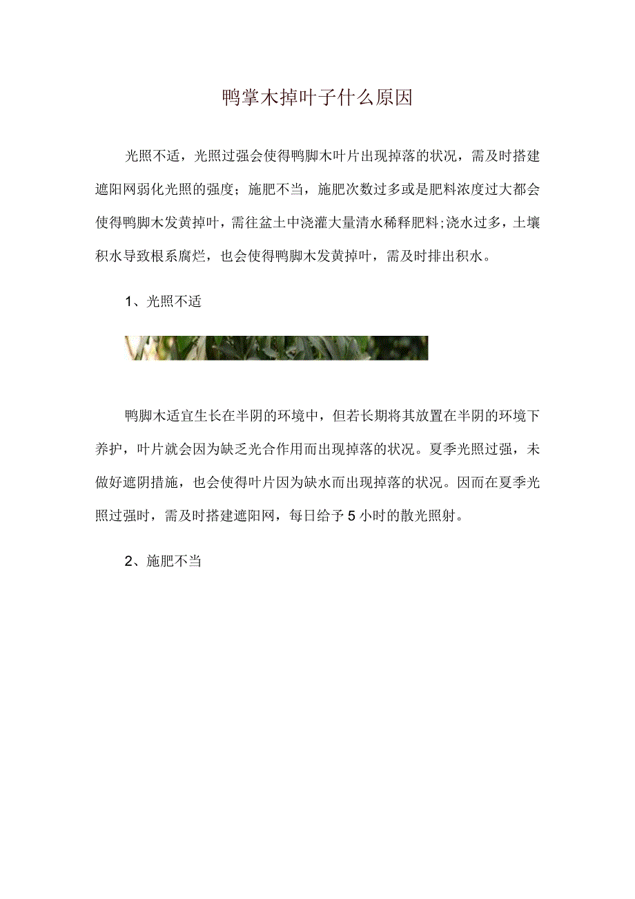 鸭掌木掉叶子什么原因.docx_第1页