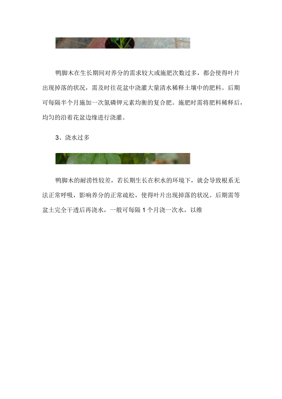 鸭掌木掉叶子什么原因.docx_第2页