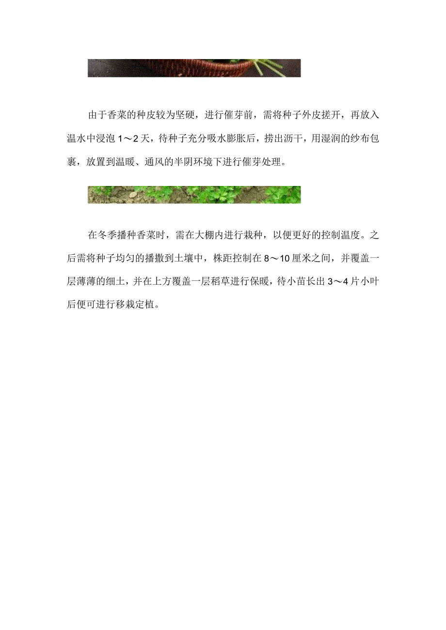 香菜10度左右还生长吗.docx_第2页