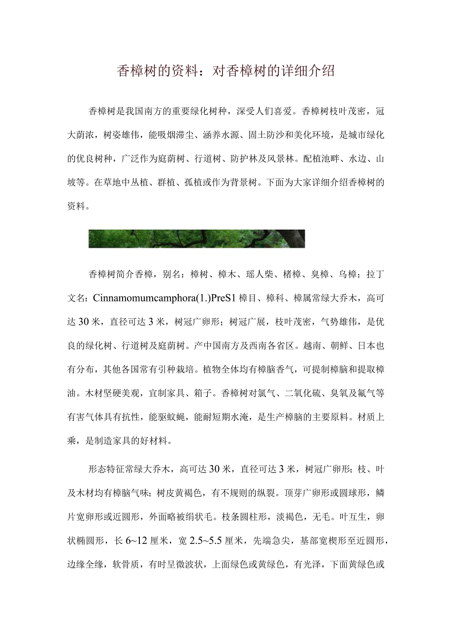 香樟树的资料：对香樟树的详细介绍.docx_第1页