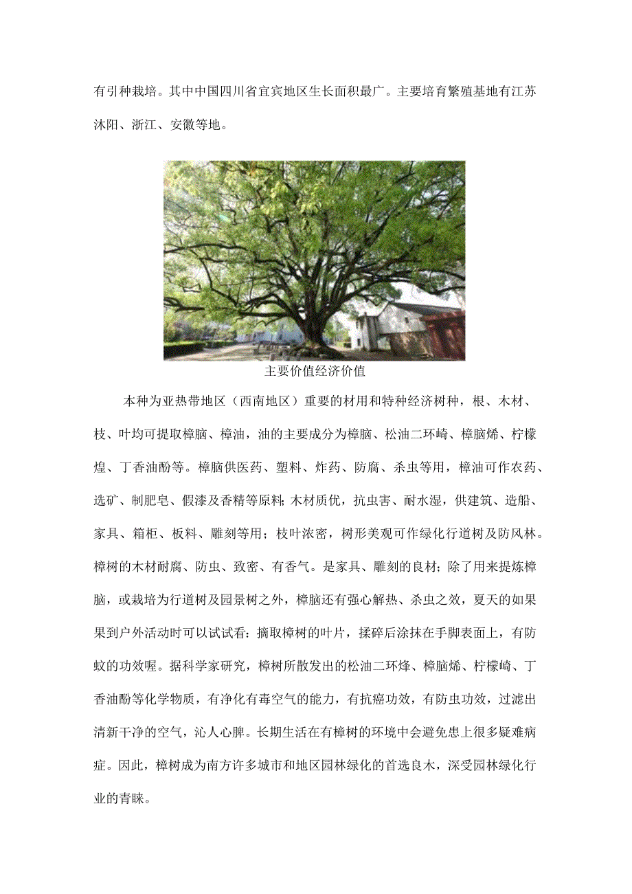 香樟树的资料：对香樟树的详细介绍.docx_第3页