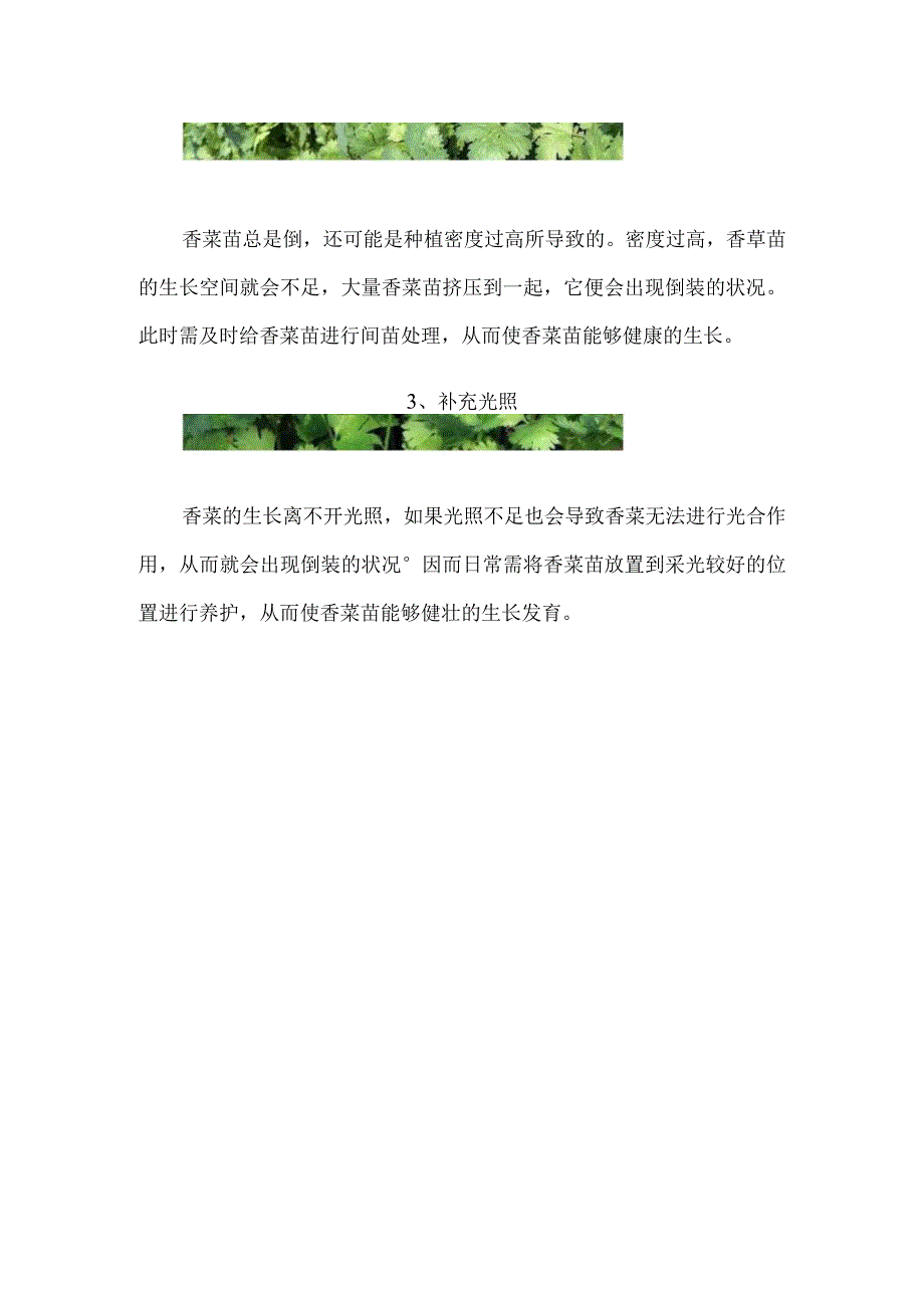 香菜又细又倒伏怎么办.docx_第2页