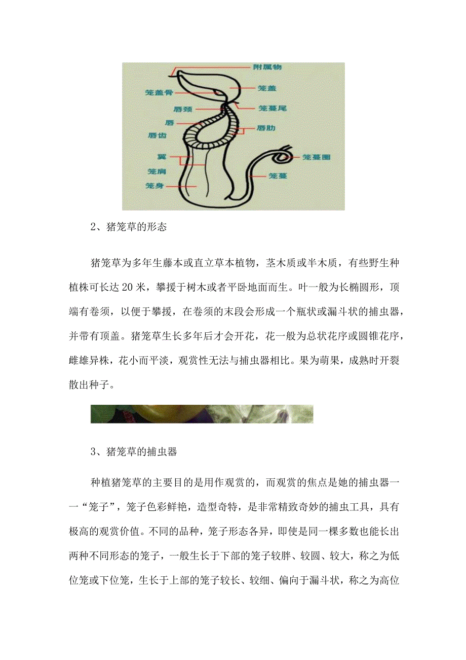 食虫植物猪笼草的介绍.docx_第2页