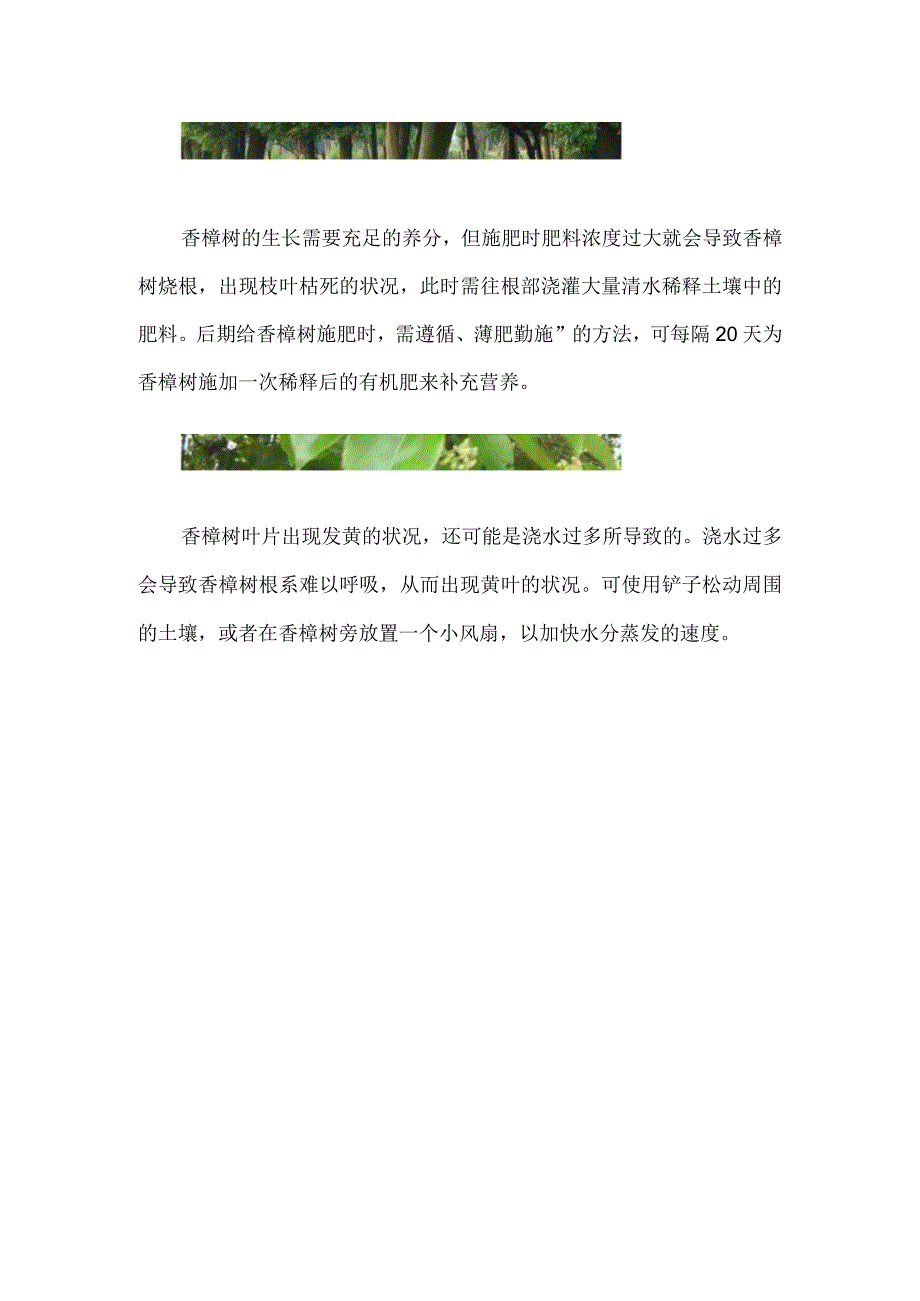 香樟树叶子发黄焦叶怎么办.docx_第2页