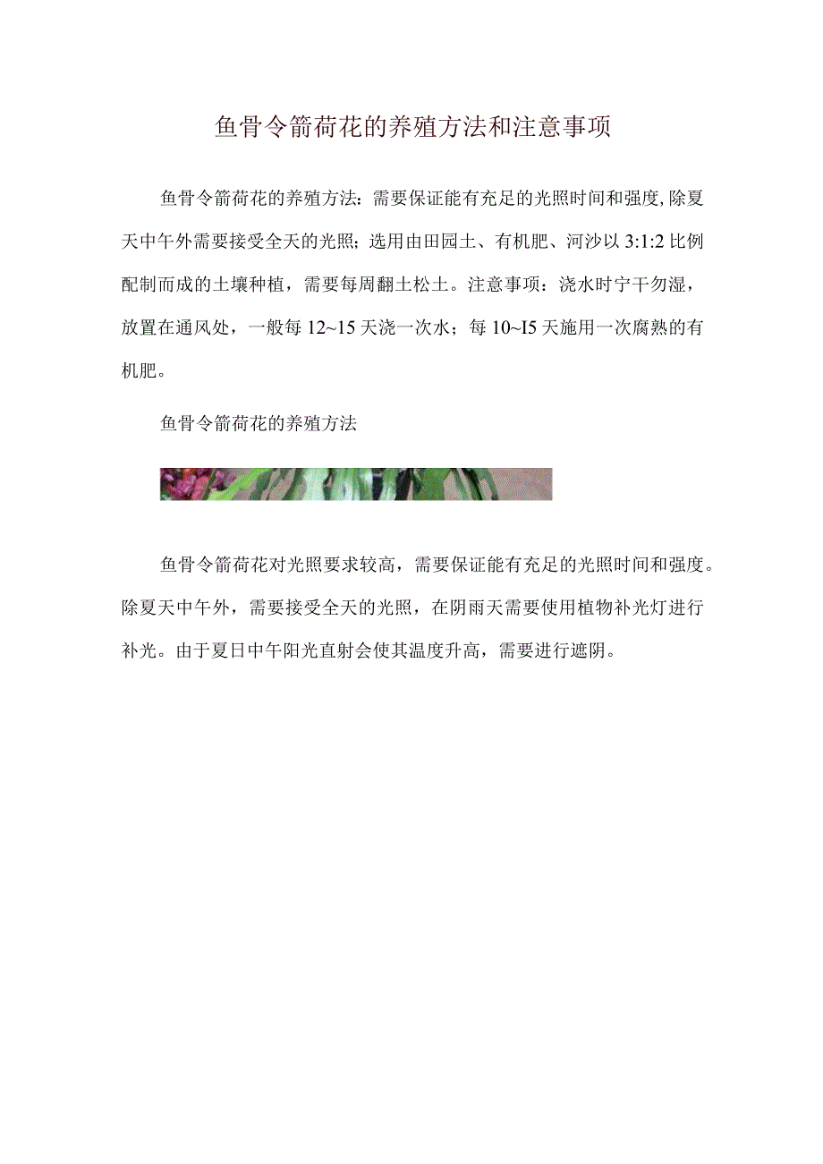 鱼骨令箭荷花的养殖方法和注意事项.docx_第1页