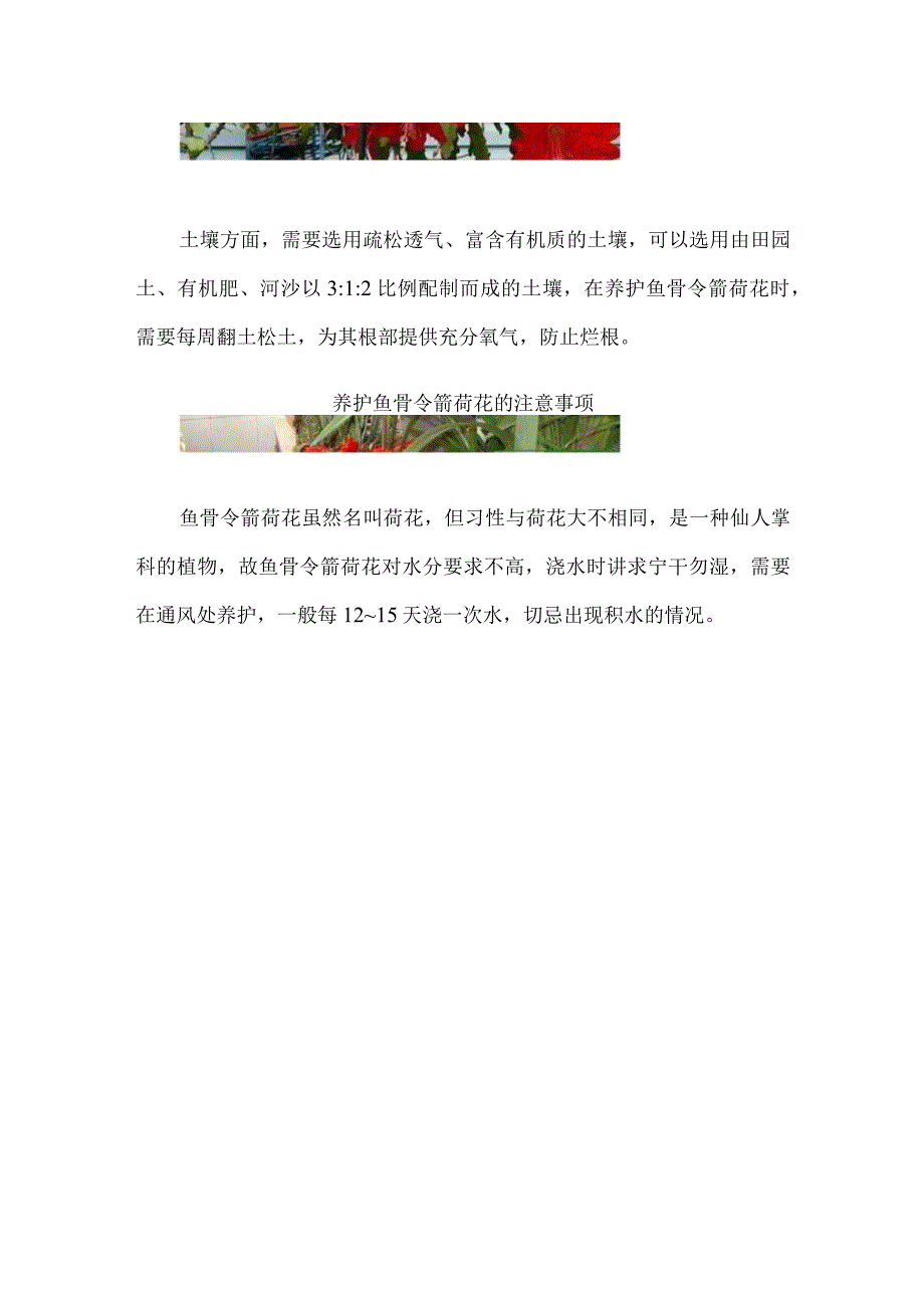 鱼骨令箭荷花的养殖方法和注意事项.docx_第2页