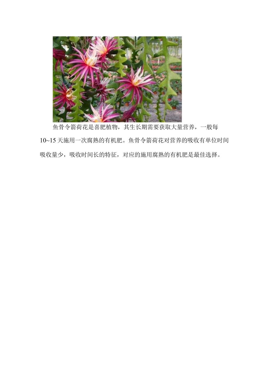 鱼骨令箭荷花的养殖方法和注意事项.docx_第3页