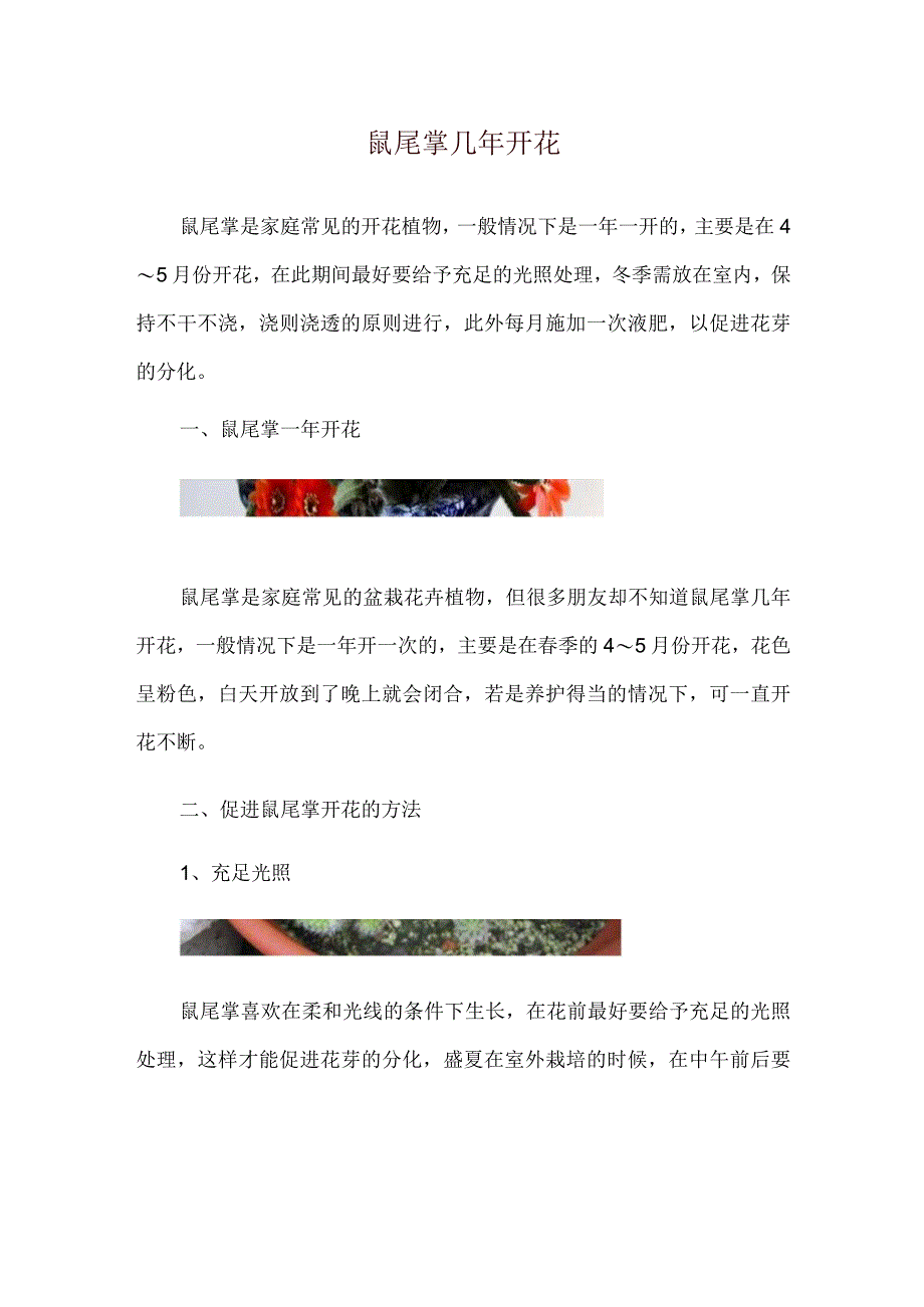 鼠尾掌几年开花.docx_第1页