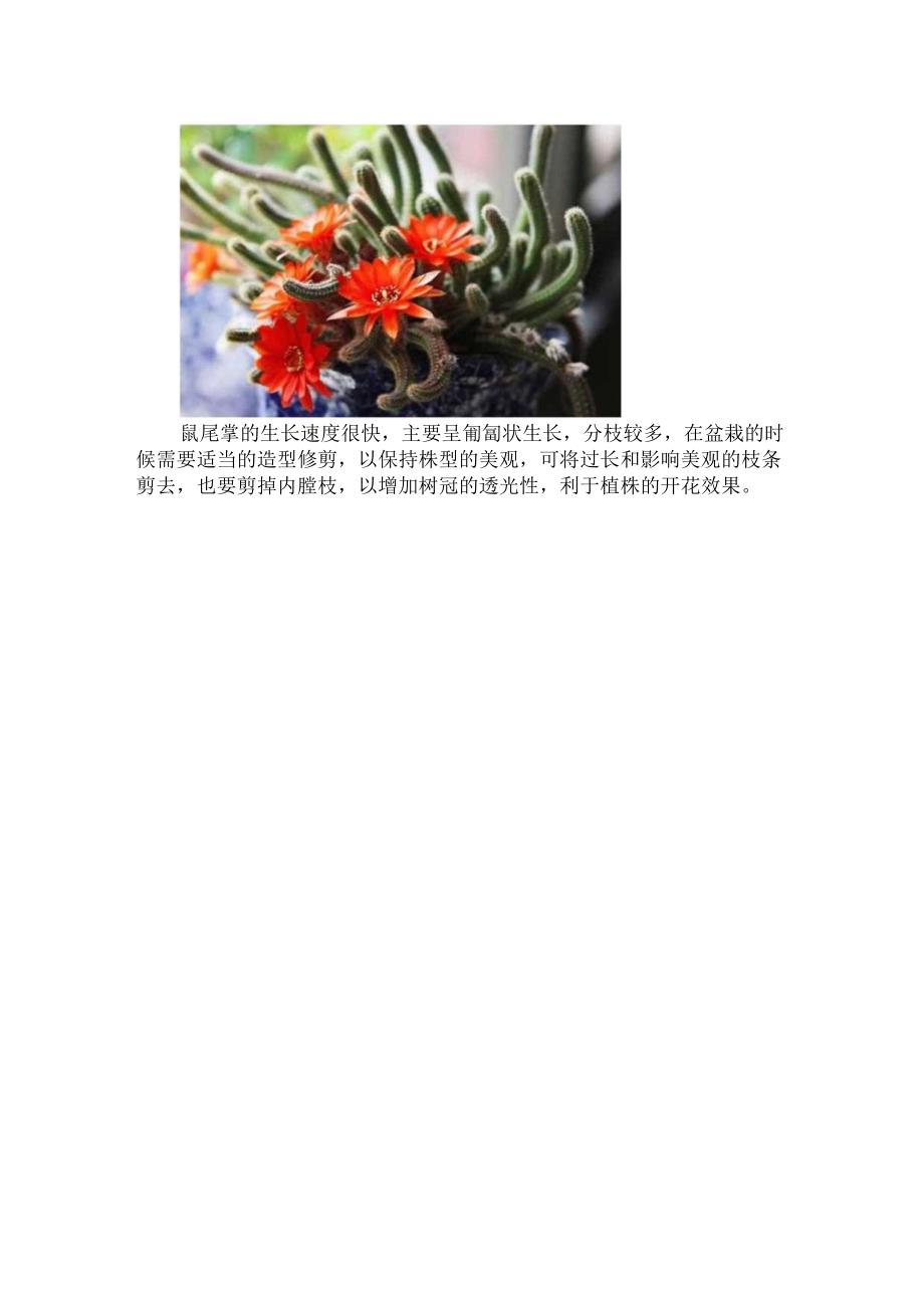 鼠尾掌几年开花.docx_第3页