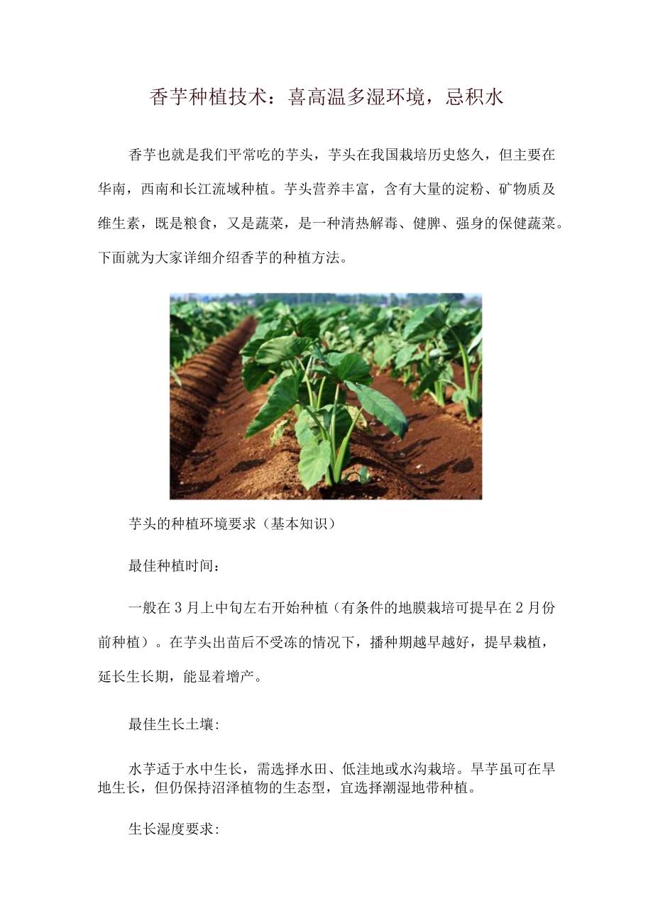 香芋种植技术：喜高温多湿环境忌积水.docx_第1页