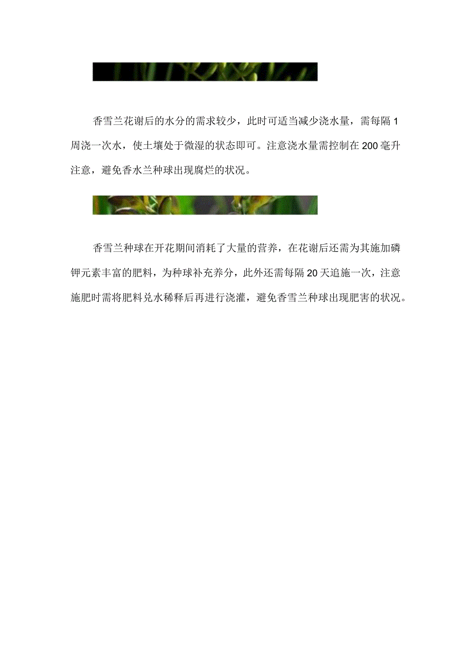 香雪兰花谢后怎么养球.docx_第2页