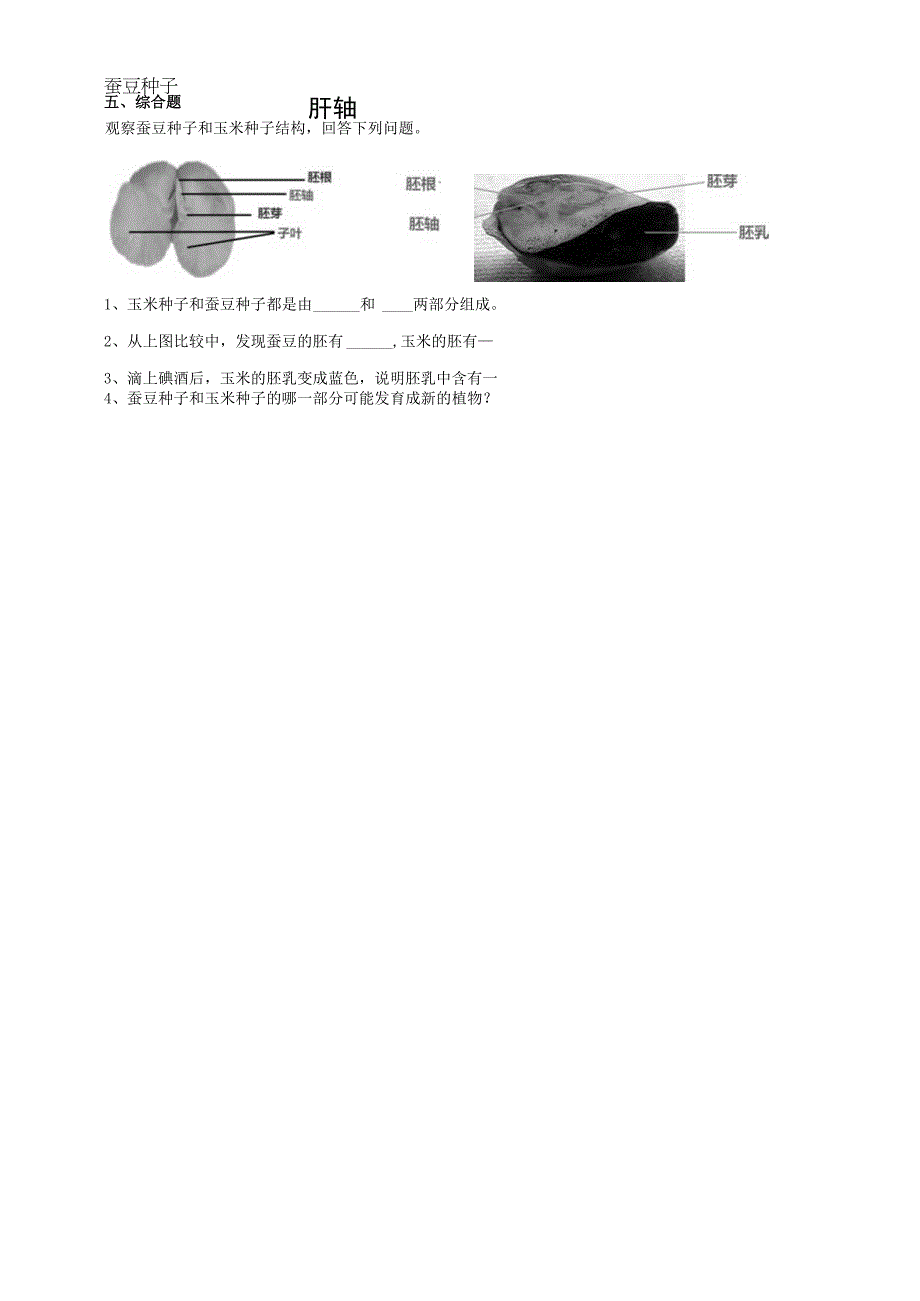 教科版四年级科学下册11种子里孕育着新生命作业设计.docx_第2页