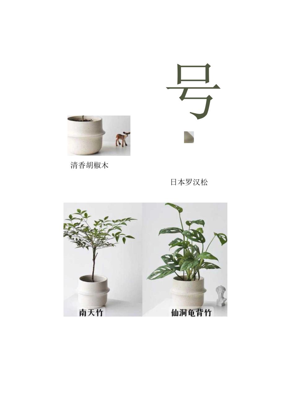 桌面小型绿植大全手册.docx_第2页