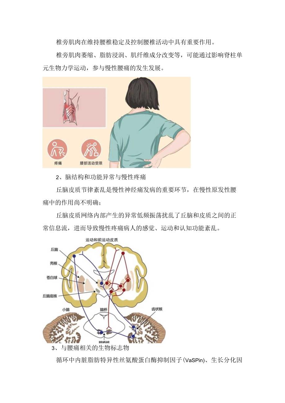 临床慢性原发性腰痛疾病病理发病机制危险因素危险因素诊断要点治疗预后及预防措施.docx_第3页