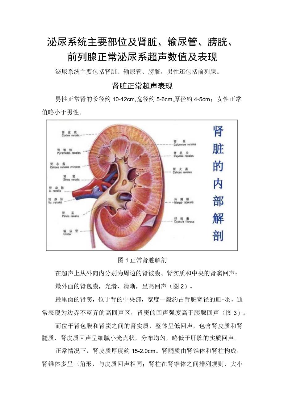 泌尿系统主要部位及肾脏输尿管膀胱前列腺正常泌尿系超声数值及表现.docx_第1页