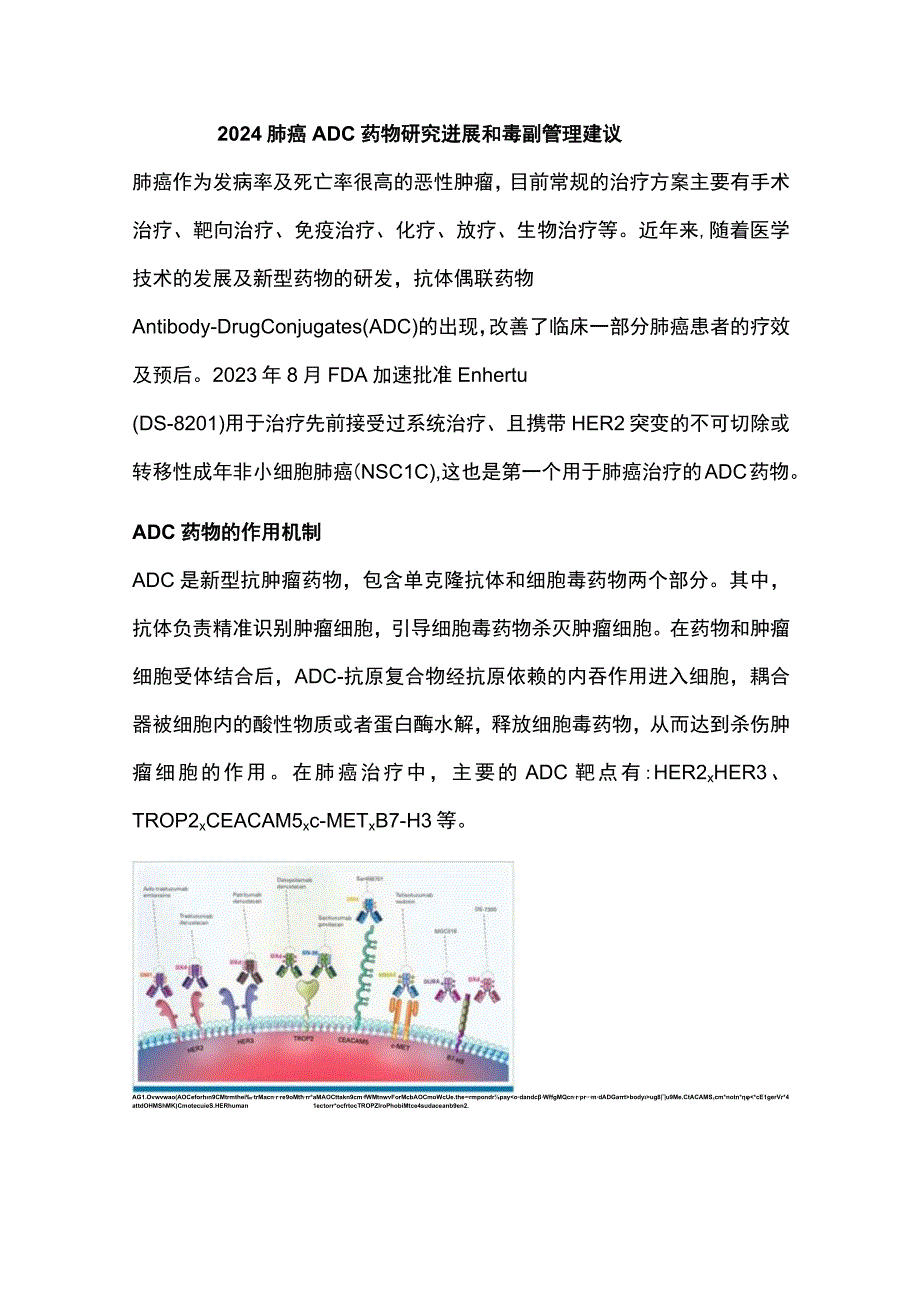 2024肺癌ADC 药物研究进展和毒副管理建议.docx_第1页