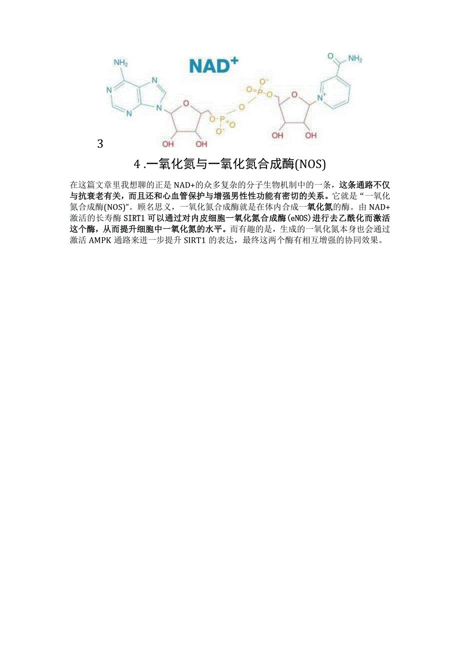 NAD+的其他应用：一氧化氮舒张血管与充血.docx_第3页