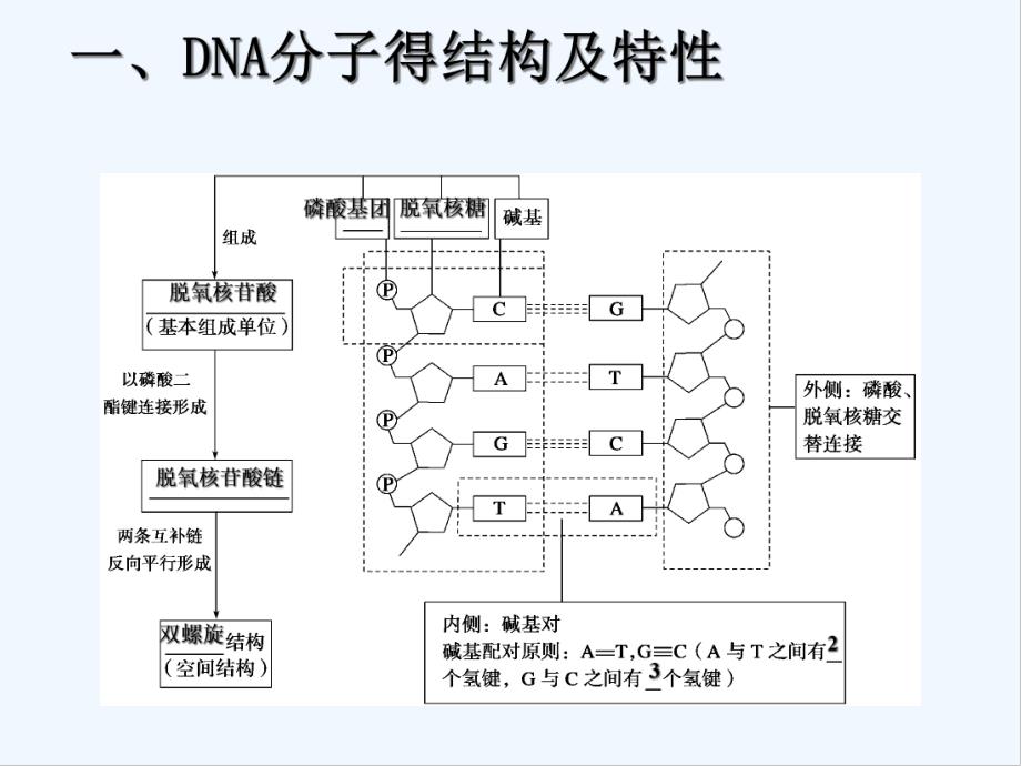 DNA分子的结构以及复制.pptx_第3页