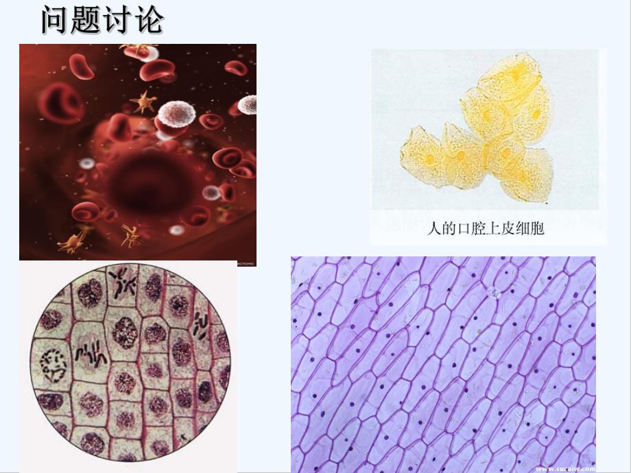 必修一细胞的多样性和统一性.pptx_第3页