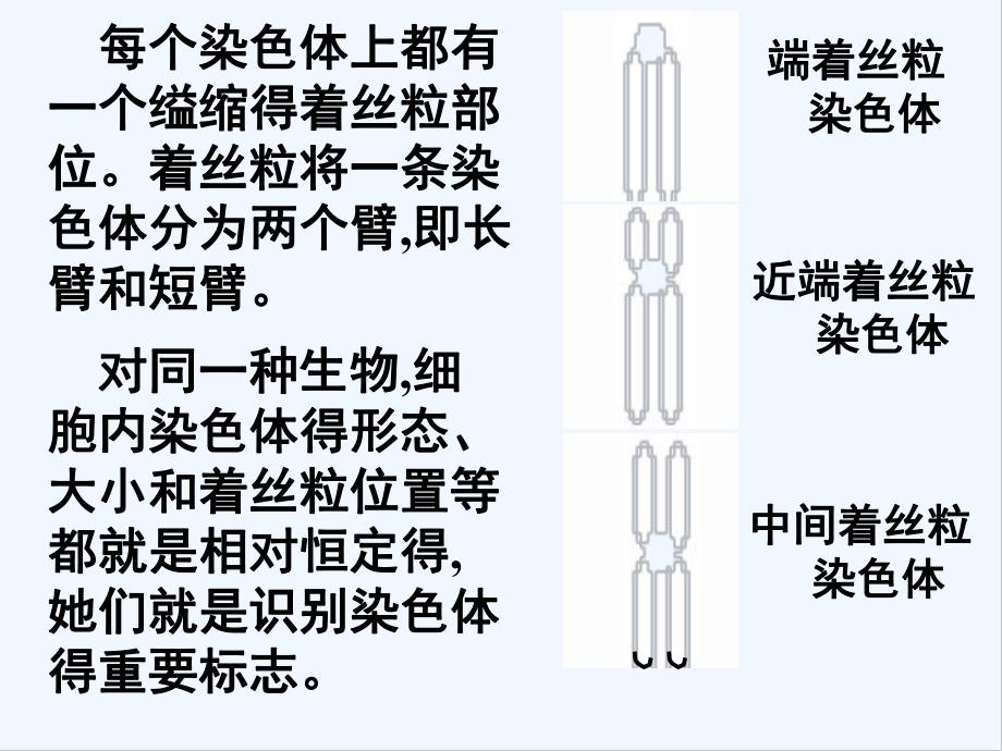 第一节减数分裂中的染色体行为.pptx_第2页