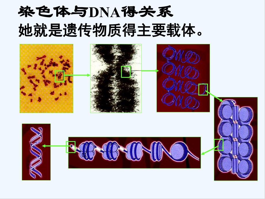 第一节减数分裂中的染色体行为.pptx_第3页