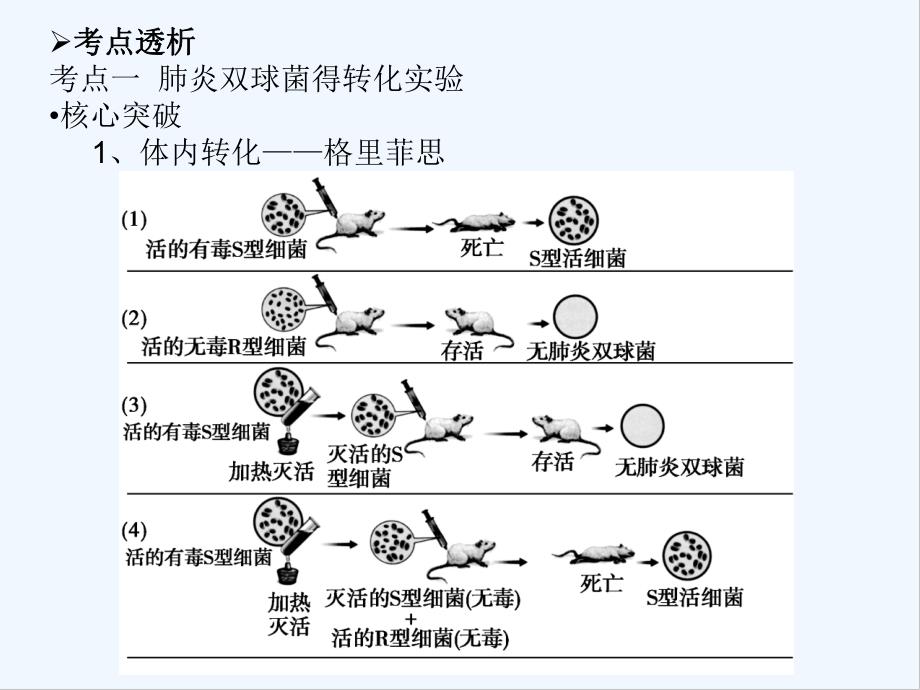 DNA是主要的遗传物质一轮复习.pptx_第3页