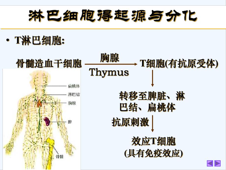 第四节免疫调节-PPT.pptx_第2页