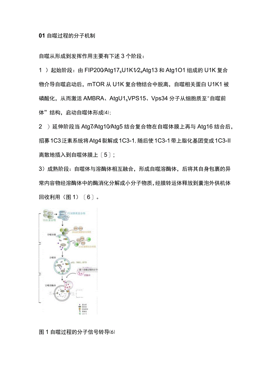 细胞自噬调控在肿瘤中作用的研究进展2023.docx_第2页