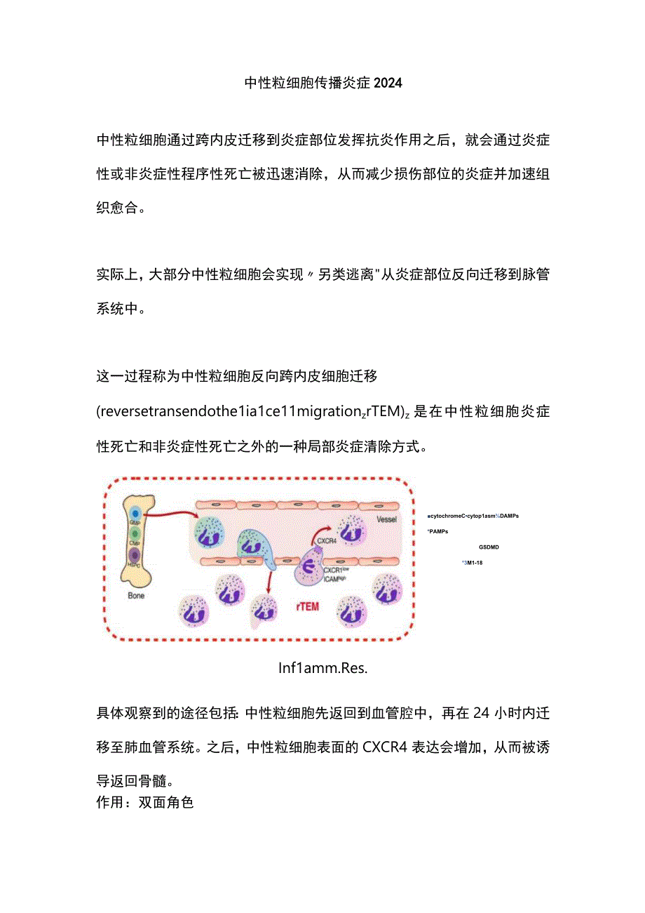 中性粒细胞传播炎症2024.docx_第1页