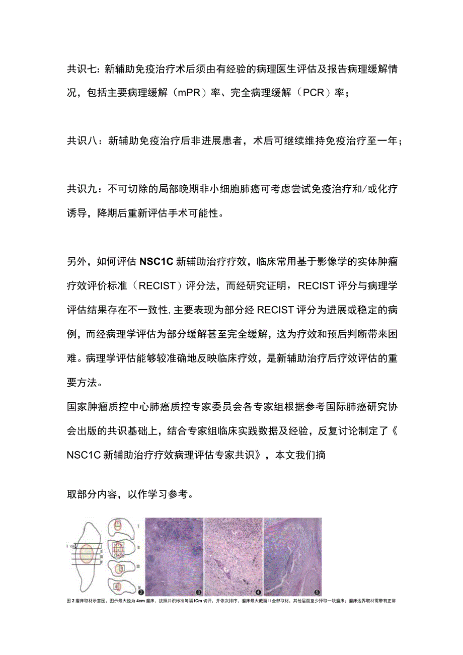 2024非小细胞肺癌免疫新辅助治疗要点和疗效病理评估.docx_第3页