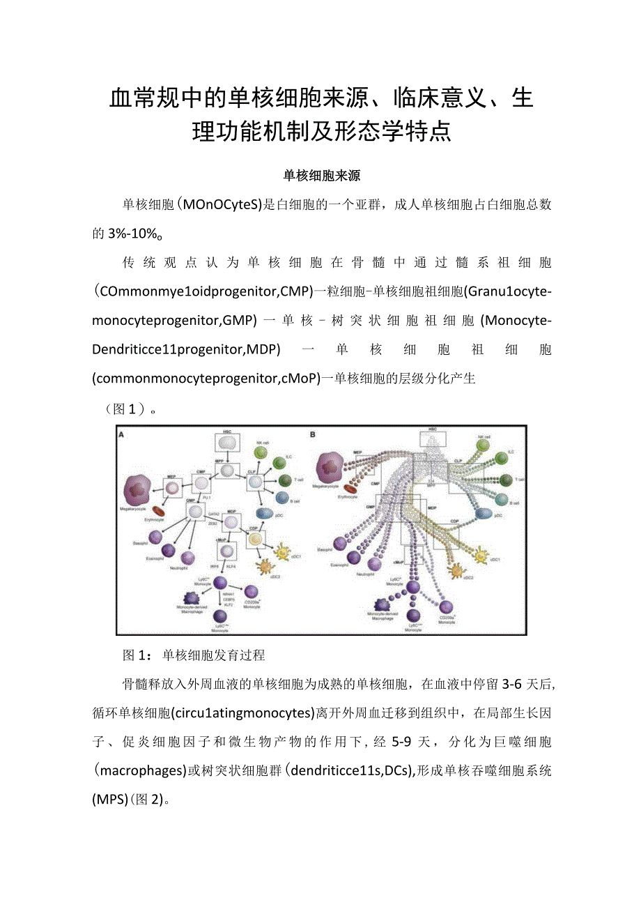 血常规中的单核细胞来源、临床意义、生理功能机制及形态学特点.docx_第1页