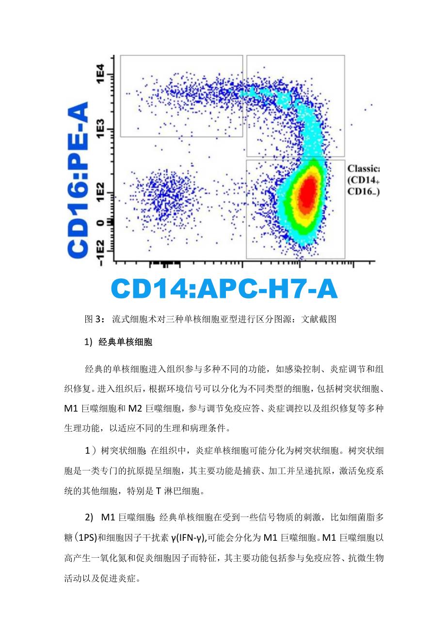 血常规中的单核细胞来源、临床意义、生理功能机制及形态学特点.docx_第3页