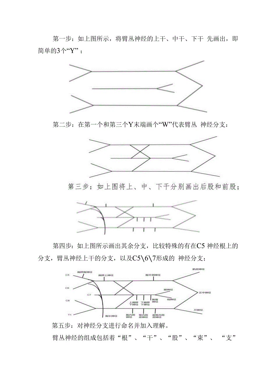 周围神经丛的组成记忆方法.docx_第2页