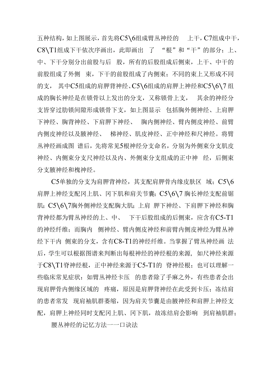 周围神经丛的组成记忆方法.docx_第3页