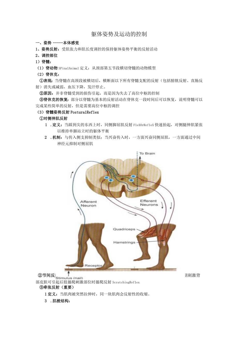 生理学学习资料：高雪神经四 运动.docx_第1页