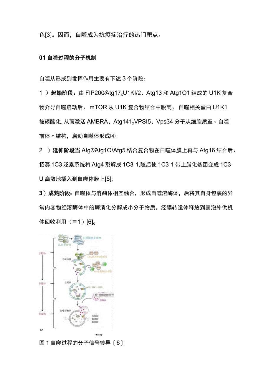 细胞自噬调控在肿瘤中作用的研究进展2023.docx_第2页