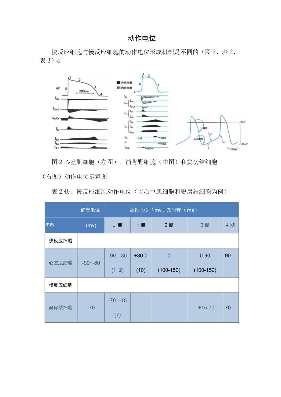 临床心脏电生理特性及心律失常发生机制和抗心律失常药物.docx_第3页