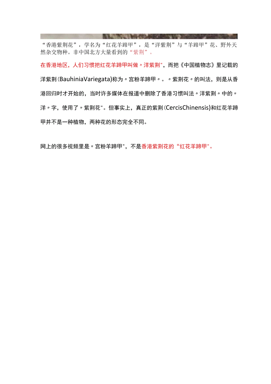 香港紫荆花学名为红花羊蹄甲 香港习惯叫做洋紫荆非中国北方的紫荆.docx_第2页