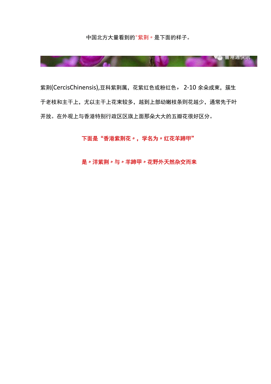 香港紫荆花学名为红花羊蹄甲 香港习惯叫做洋紫荆非中国北方的紫荆.docx_第3页