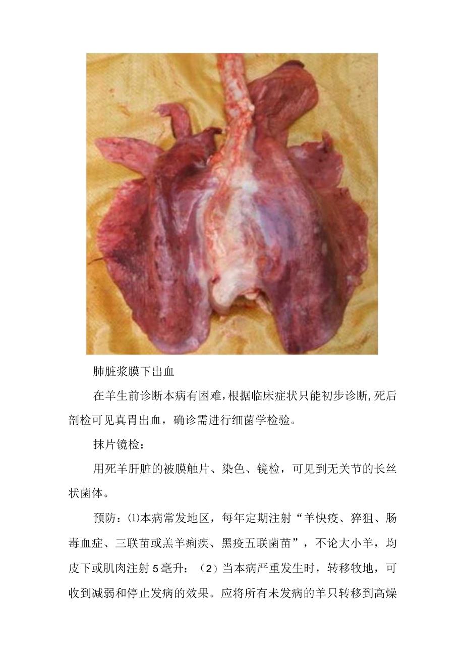 羊快疫的诊断及防控.docx_第3页