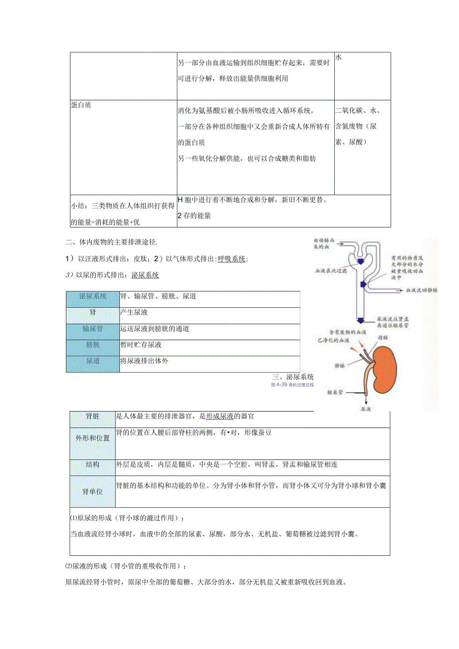 4.5 体内物质的动态平衡 （1）公开课.docx_第2页